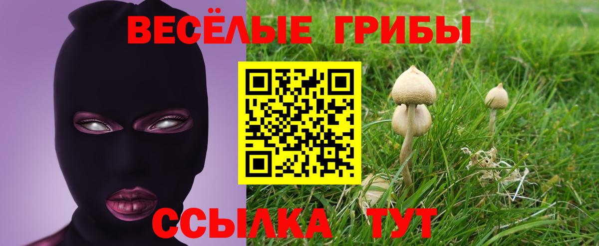 Псилоцибиновые грибы Psilocybine cubensis Балтийск